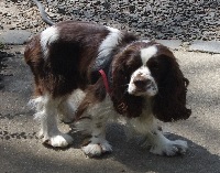 Freckles, a freckled nose Cocker Spaniel